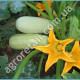 Кабачок Кущовий 15 г Gl Seeds