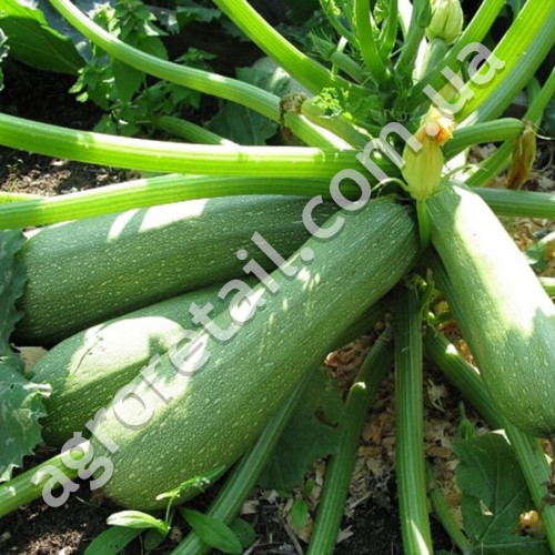 Кабачок цукіні Аспірант 15 г Gl Seeds