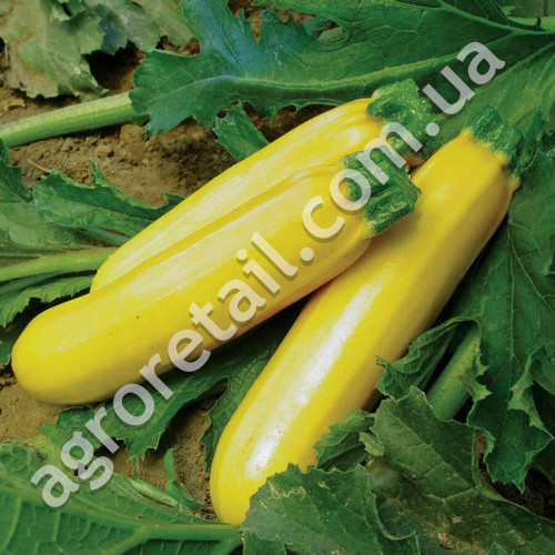 Кабачок-цукіні Атена Полька F1 10 шт Gl Seeds