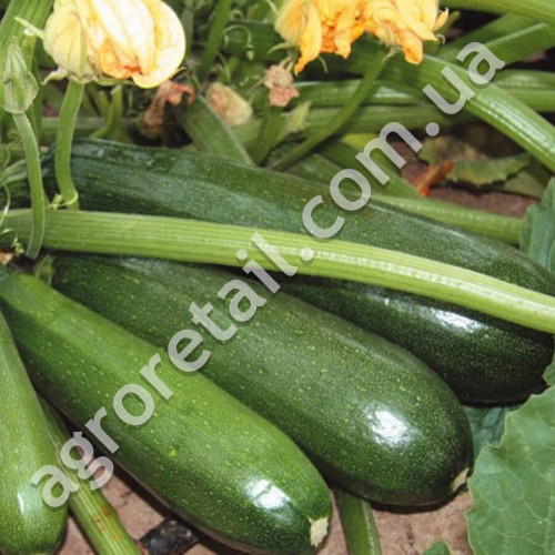 Кабачок цукіні Аеронавт 15 г Gl Seeds