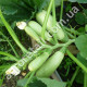 Кабачок Чаклун 15 г Gl Seeds
