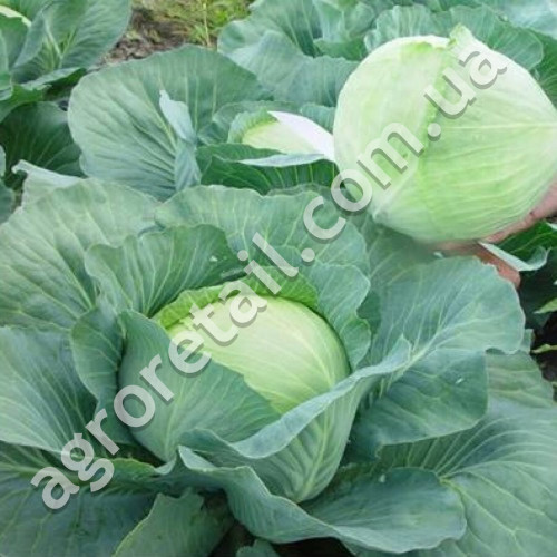 Капуста Агрессор F1 50 шт Gl Seeds
