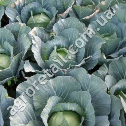Капуста Атрия F1 50 шт Gl Seeds