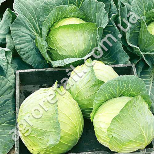 Капуста Белоснежка 10 г Gl Seeds