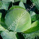 Капуста Бригадир F1 50 шт Gl Seeds