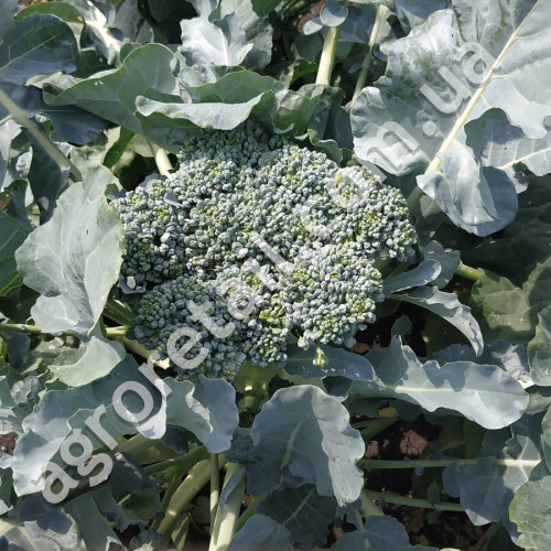Капуста брокколі Тонус 0.5 г Gl Seeds