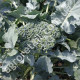 Капуста брокколі Тонус 0.5 г Gl Seeds
