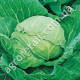 Капуста Дитмаршер Фрюер 10 г Gl Seeds