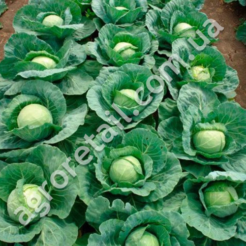 Капуста Залп F1 0.5 г Gl Seeds