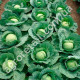 Капуста Залп F1 0.5 г Gl Seeds