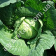 Капуста Золотой гектар 0.5 г Gl Seeds