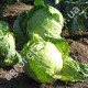 Капуста Июньская 10 г Gl Seeds