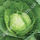 Капуста Каменная голова 0.5 г Gl Seeds
