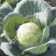 Капуста Катюша F1 0.5 г Gl Seeds