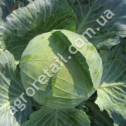 Капуста Колобок F1 0.5 г Gl Seeds