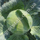 Капуста Колобок F1 0.5 г Gl Seeds