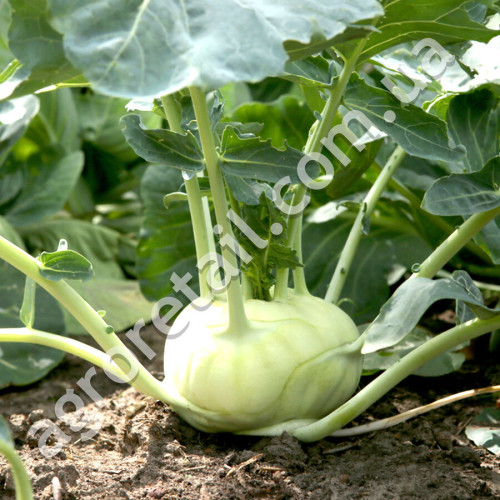 Капуста кольрабі Гігант 1 г Gl Seeds