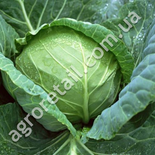 Капуста Копенгаген маркет 1 г Gl Seeds