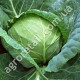 Капуста Лангедейкер 1 г Gl Seeds