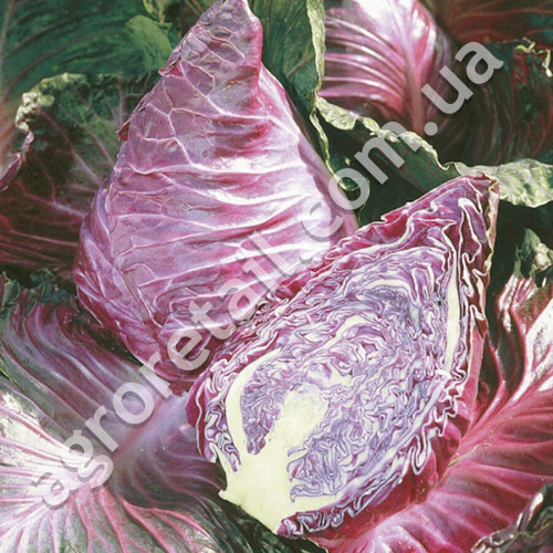 Капуста червонокачанна Калибос 0.5 г Gl Seeds