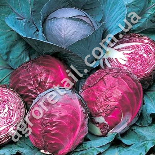 Капуста Лангедейкер 5 г Gl Seeds