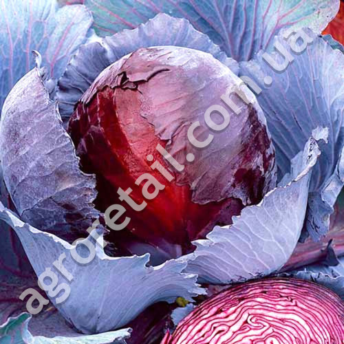 Капуста червонокачанна Рубін МС 1 г Gl Seeds