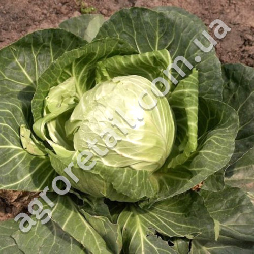 Капуста Московская 1 г Gl Seeds