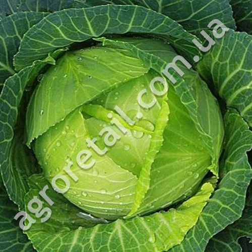 Капуста Невестка F1 0.5 г Gl Seeds