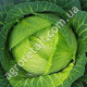 Капуста Невестка F1 0.5 г Gl Seeds