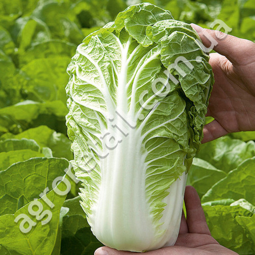 Капуста Пекінська Ніка F1 0.5 г Gl Seeds