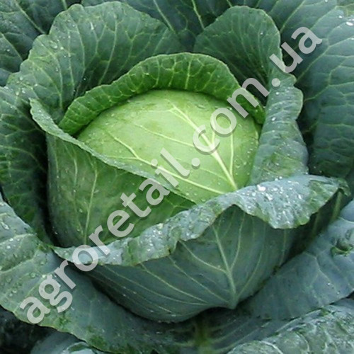 Капуста Перлина F1 0.5 г Gl Seeds