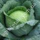 Капуста Перлина F1 0.5 г Gl Seeds