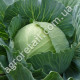 Капуста Респект F1 0.3 г Gl Seeds