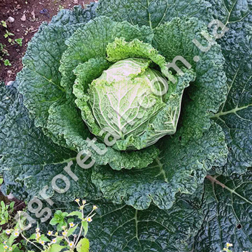 Капуста савойська Вертю 1340 1 г Gl Seeds
