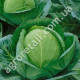 Капуста Тюркис 1 г Gl Seeds