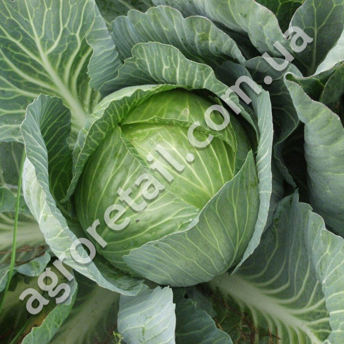 Капуста Украинская осень 1 г Gl Seeds
