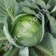 Капуста Украинская осень 1 г Gl Seeds