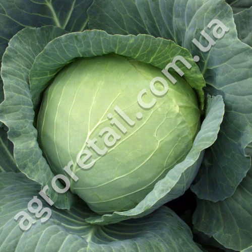 Капуста Харьковская зимняя 10 г Gl Seeds