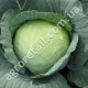 Капуста Харьковская зимняя 10 г Gl Seeds