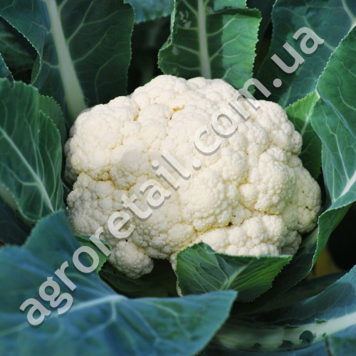 Капуста цветная Мовир-74 0.5 г Gl Seeds