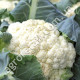 Капуста цветная Пролисок F1 0.5 г Gl Seeds