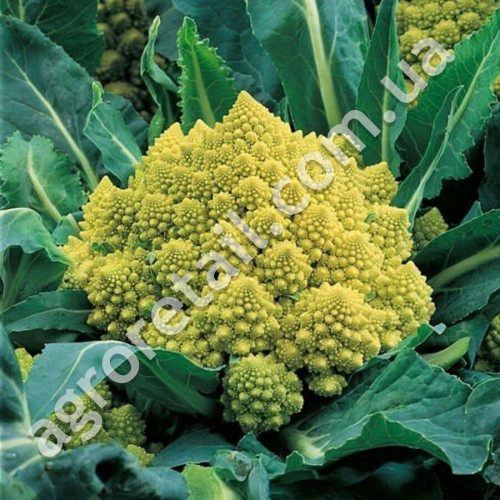 Капуста цветная Романеско Наталино 0.5 г Gl Seeds