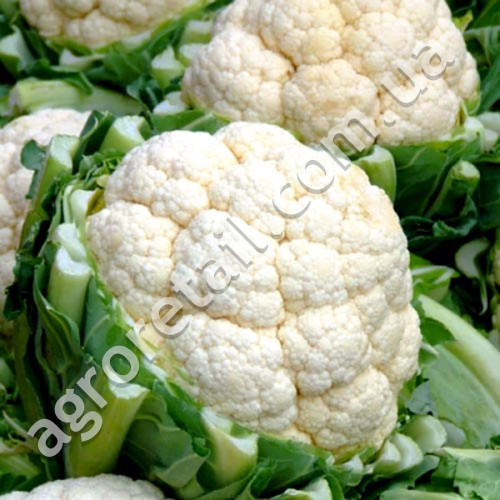 Капуста цветная Сноу болл F1 0.5 г Gl Seeds