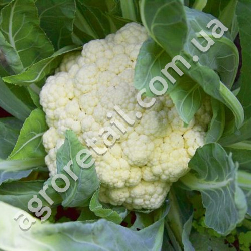Капуста цветная Экспресс F1 0.5 г Gl Seeds