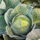Капуста Экстра F1 0.5 г Gl Seeds