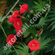 Квамокліт Кардинал Клімбер 0.5 г Gl Seeds