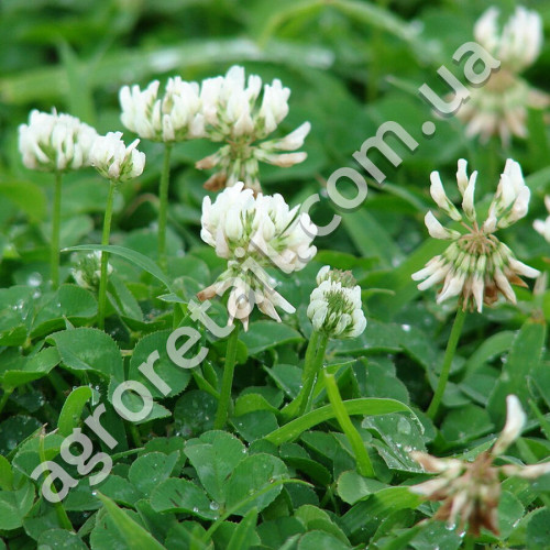 Газон Конюшина біла 30 г Gl Seeds