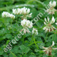 Газон Конюшина біла 30 г Gl Seeds