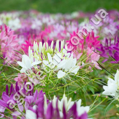 Клеома Цветной фонтан 0.5 г Gl Seeds