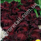 Колеус Чорний дракон 10 шт Gl Seeds
